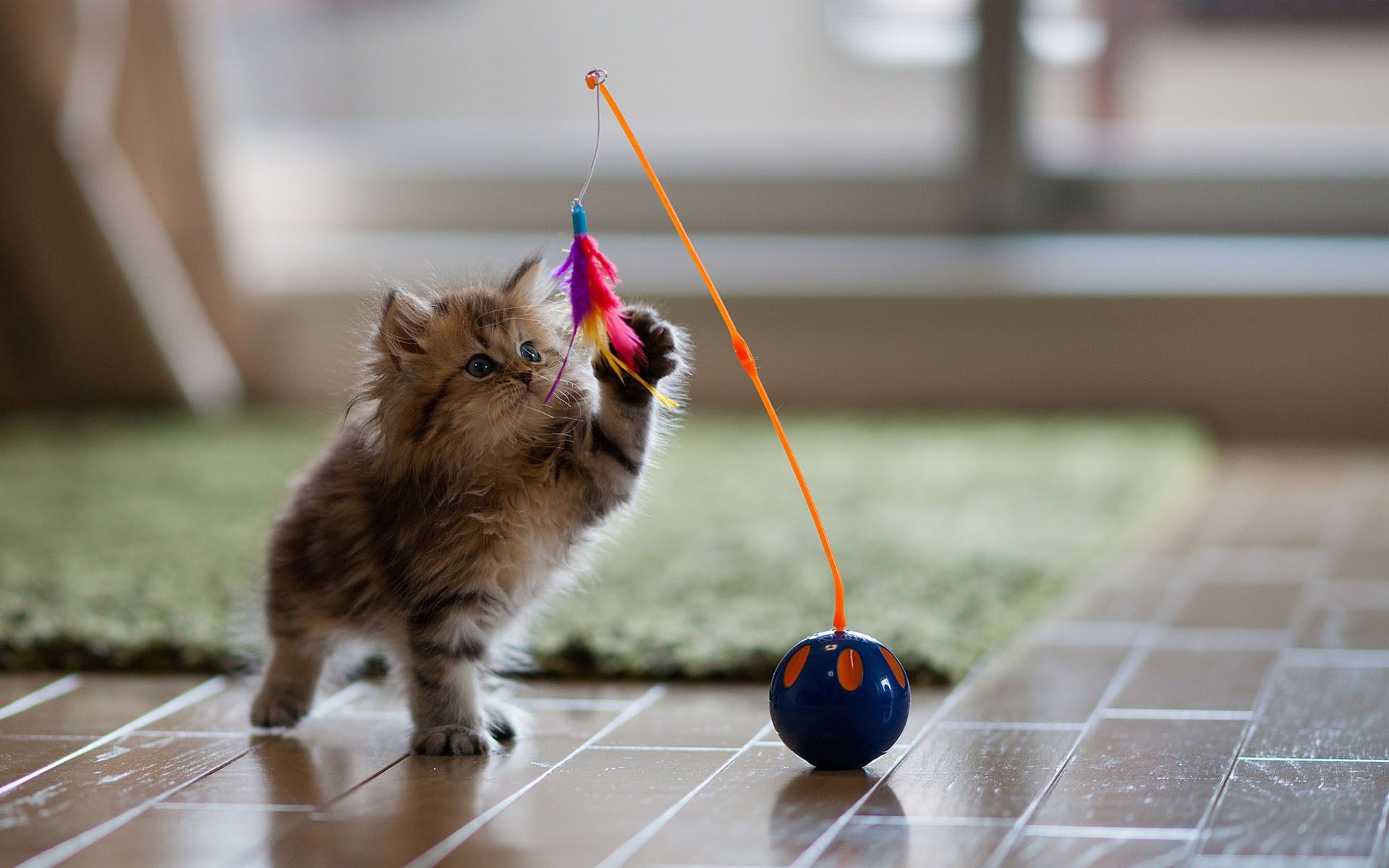 gatto ritratto carino gatto animale domestico uno piccolo mammifero giovane divertente