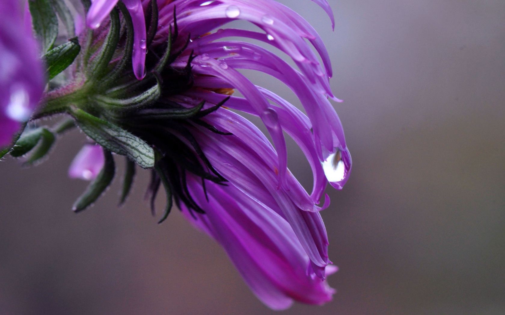 çiçekler çiçek doğa flora renk güzel yaz bahçe yaprak parlak