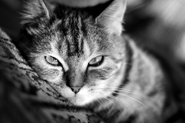 Retrato de un gato acostado en una alfombra