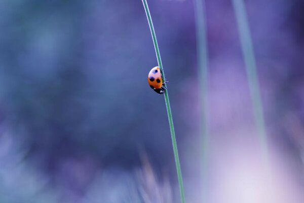 Marienkäfer auf blauem Himmel Hintergrund