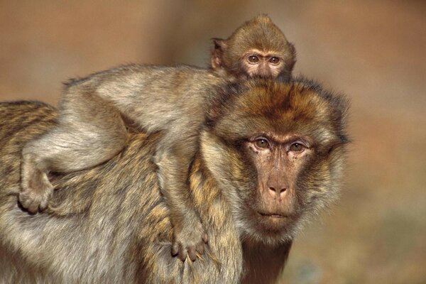 Monos mamíferos de vida silvestre