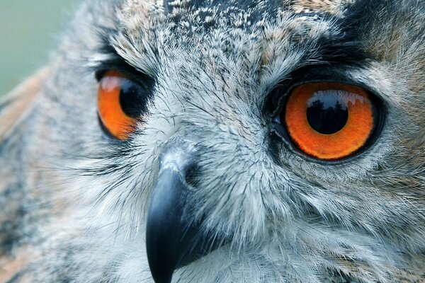 Pájaro con ojos rojos en la naturaleza