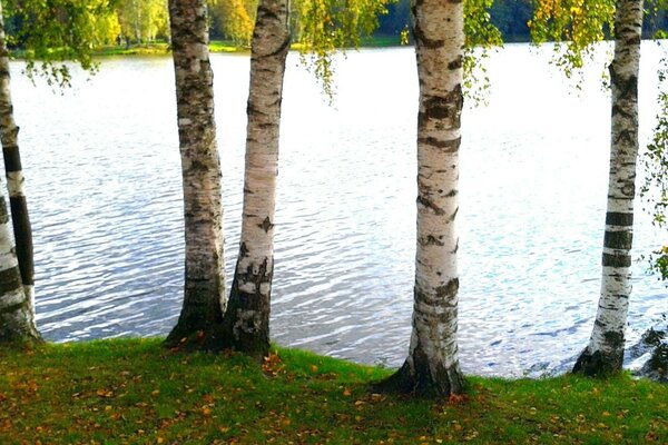 Belle nature et lac propre