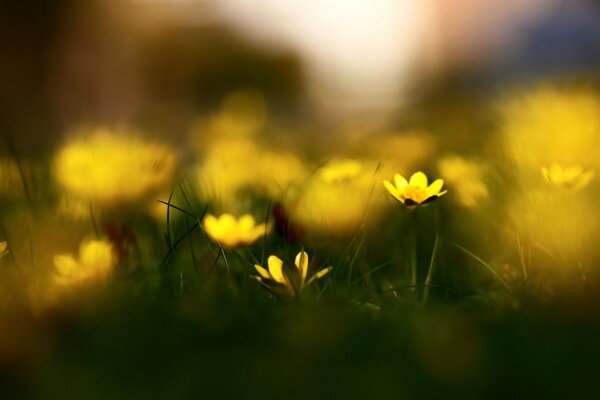 Feld mit gelben Blüten in Blur