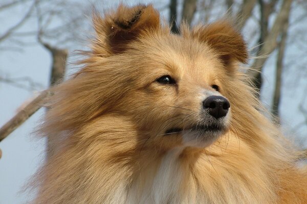 Chien roux à poil long