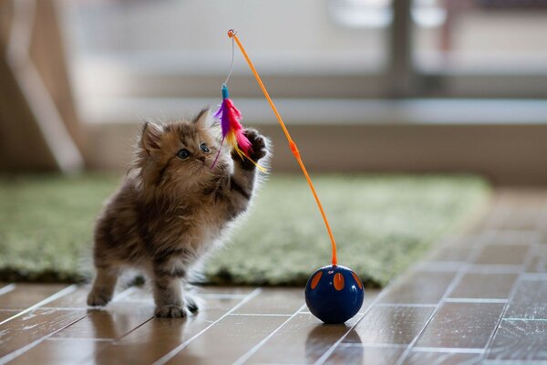 Lindo gato peludo jugando con una pluma