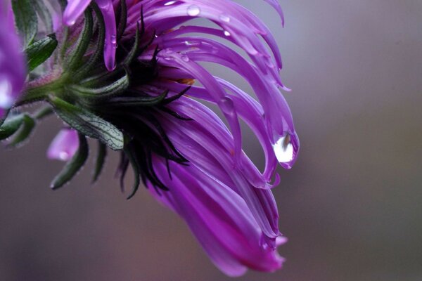 Macro dew drops on a flower