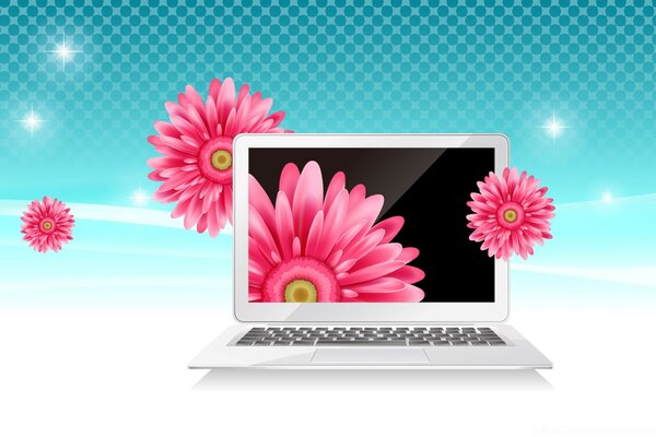 Laptop on a blue background with pink gerberas