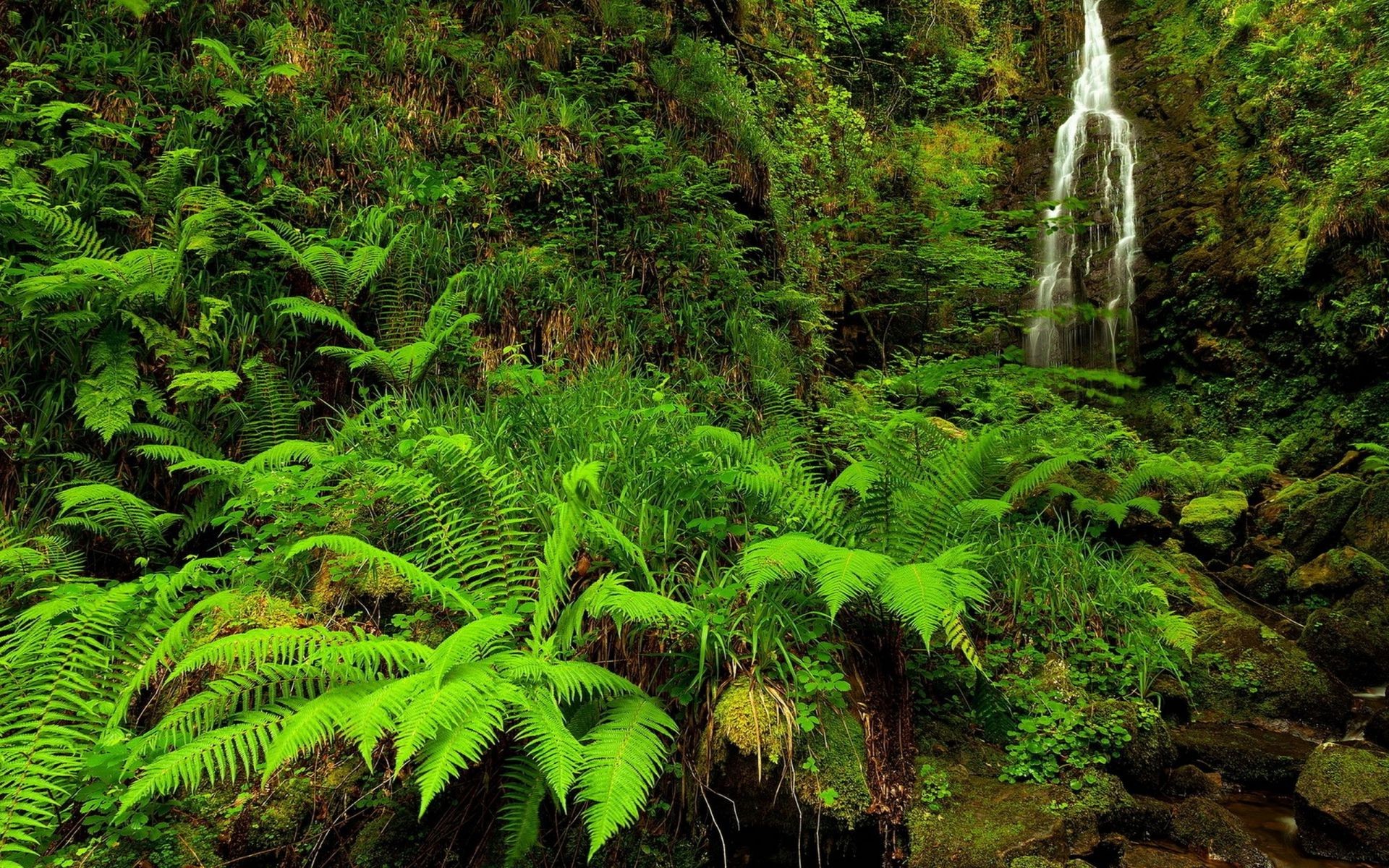 rivers ponds and streams fern wood nature leaf rainforest landscape lush environment outdoors flora tree wild water park scenic moss tropical summer