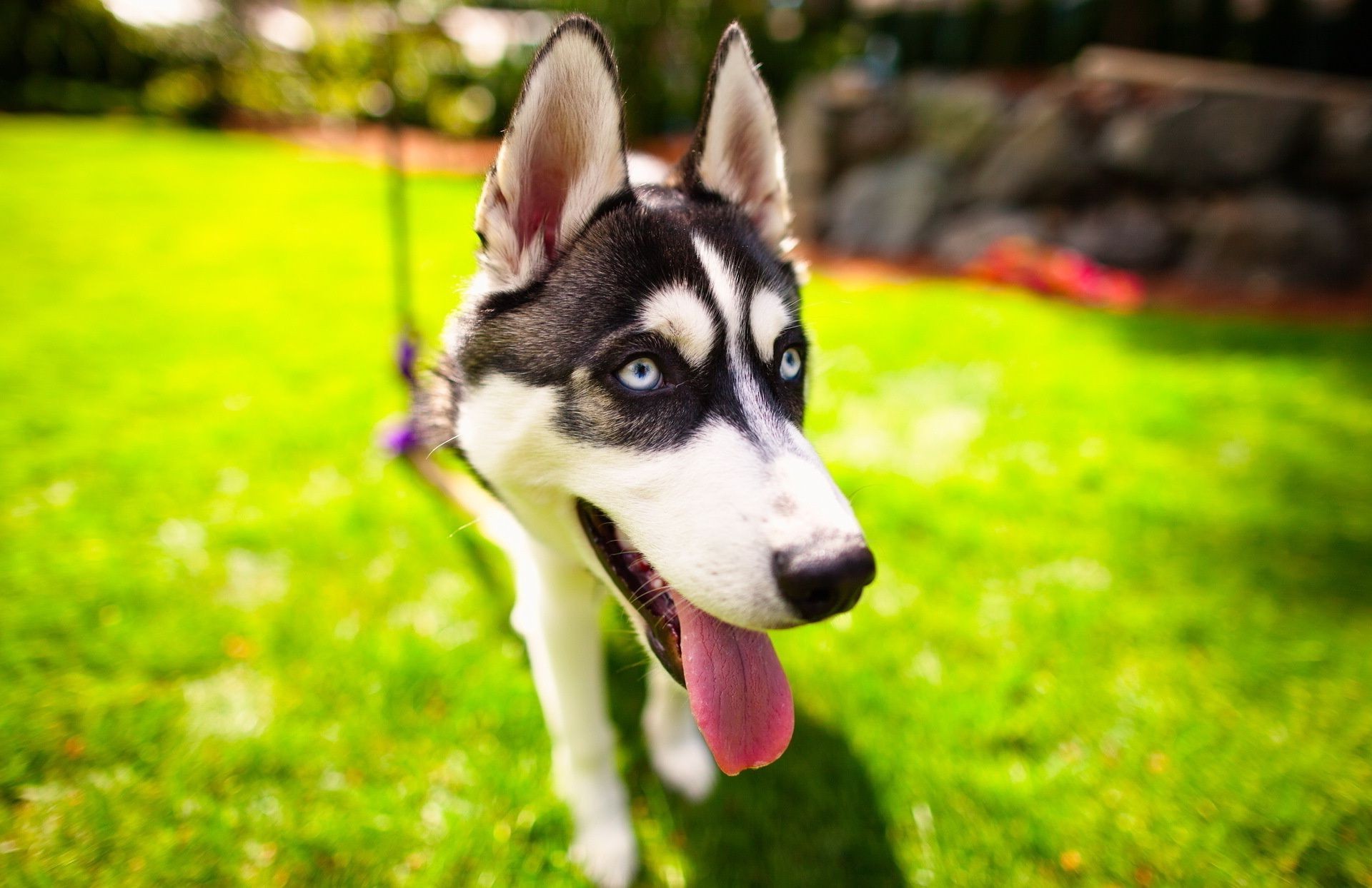 perros perro hierba animal naturaleza lindo retrato mamífero mascota perro joven verano al aire libre ojo