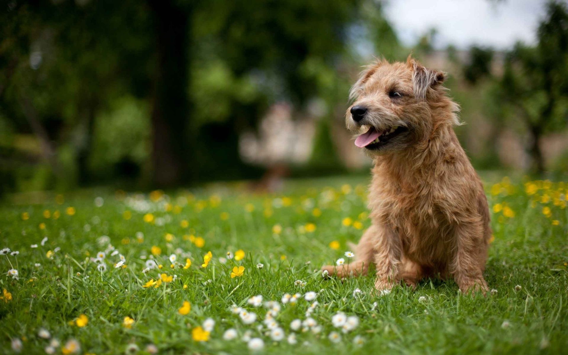 dogs grass dog field nature mammal hayfield animal summer cute pet outdoors portrait park flower little canine puppy lawn