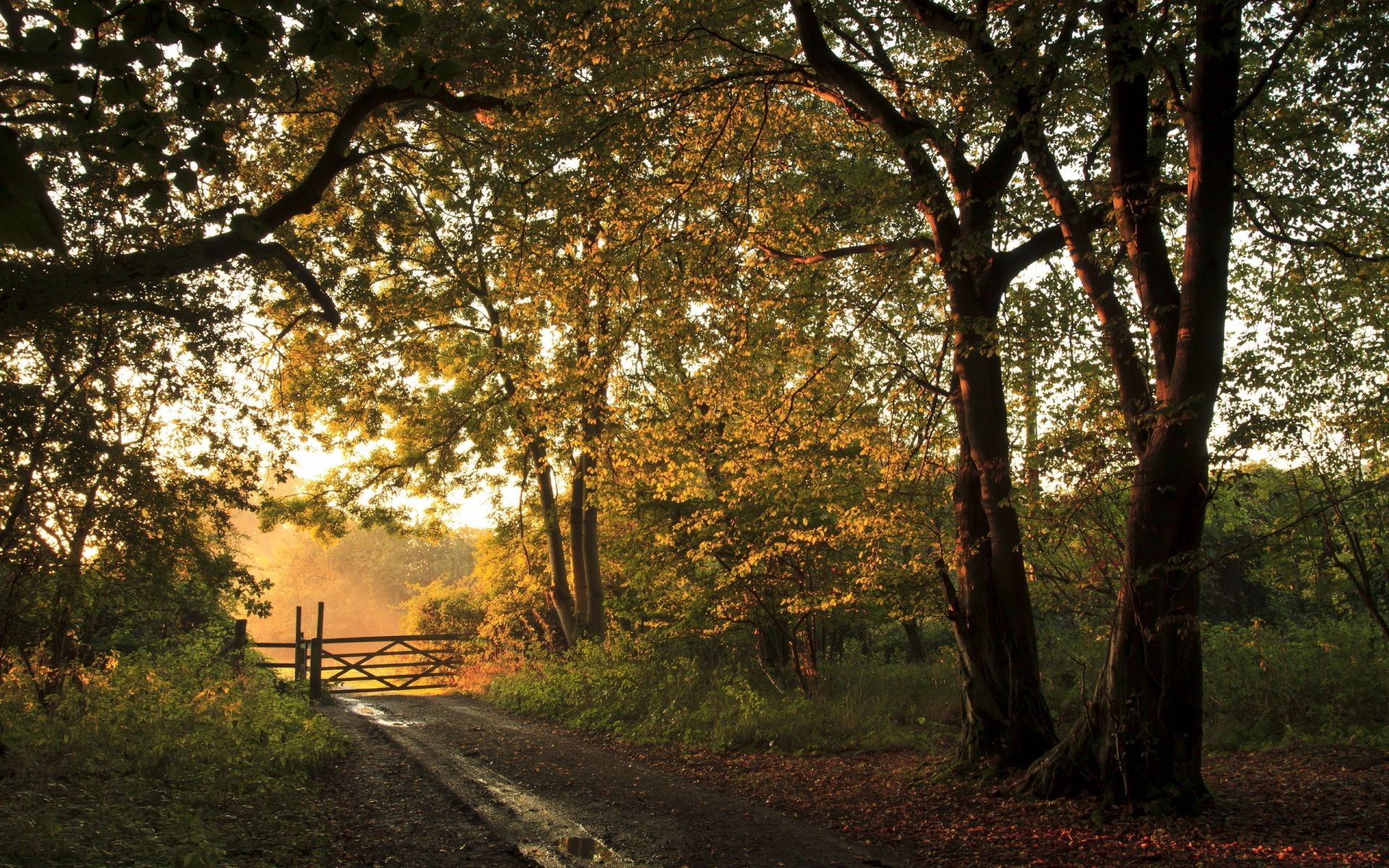 autumn tree wood fall leaf landscape nature park branch road season environment guidance dawn outdoors fair weather countryside scenic trunk mist