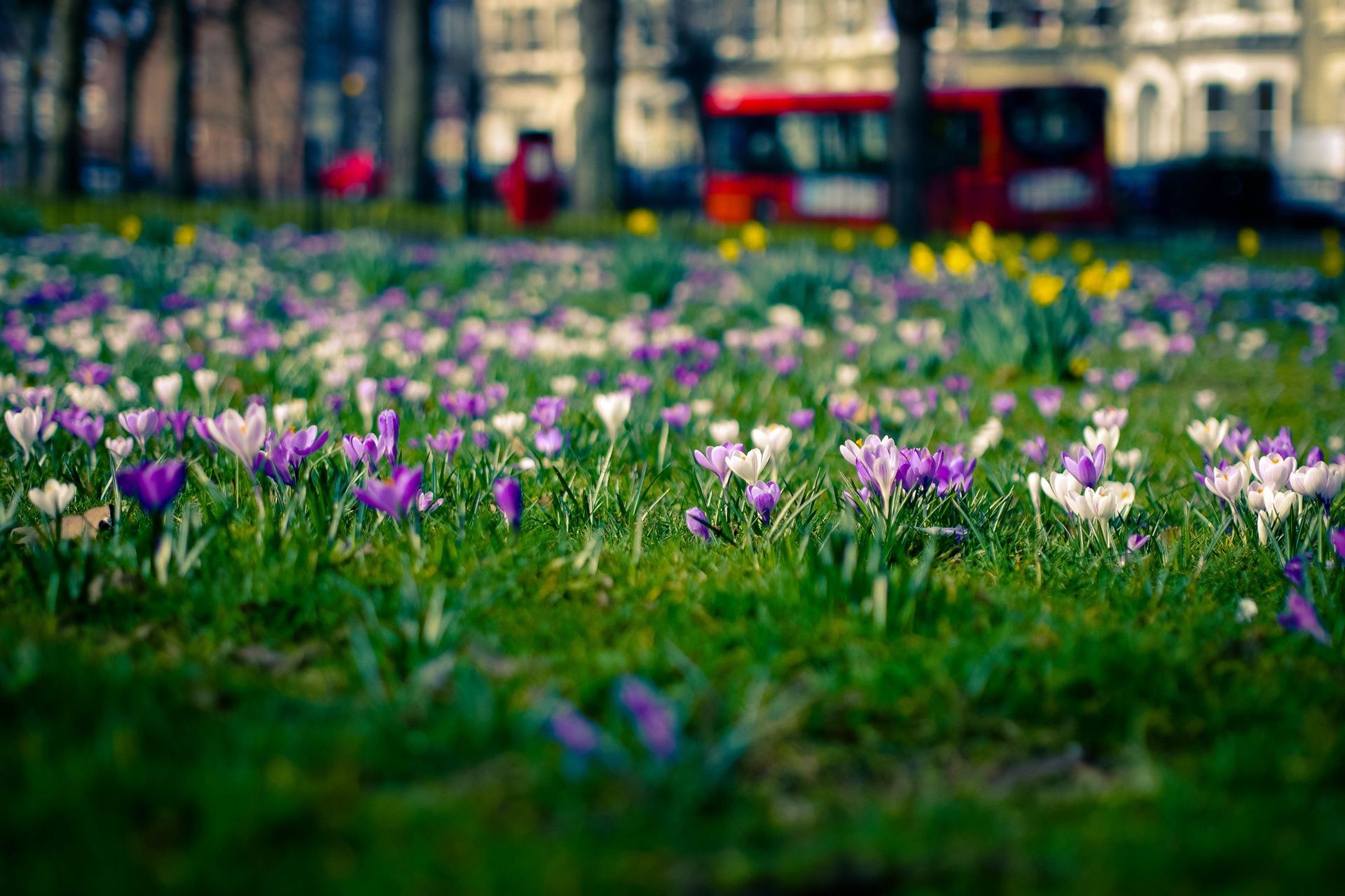 fleurs fleur herbe jardin champ nature foin flore floral bluming parc saison pelouse printemps feuille pétale été couleur croissance paysage tulipe