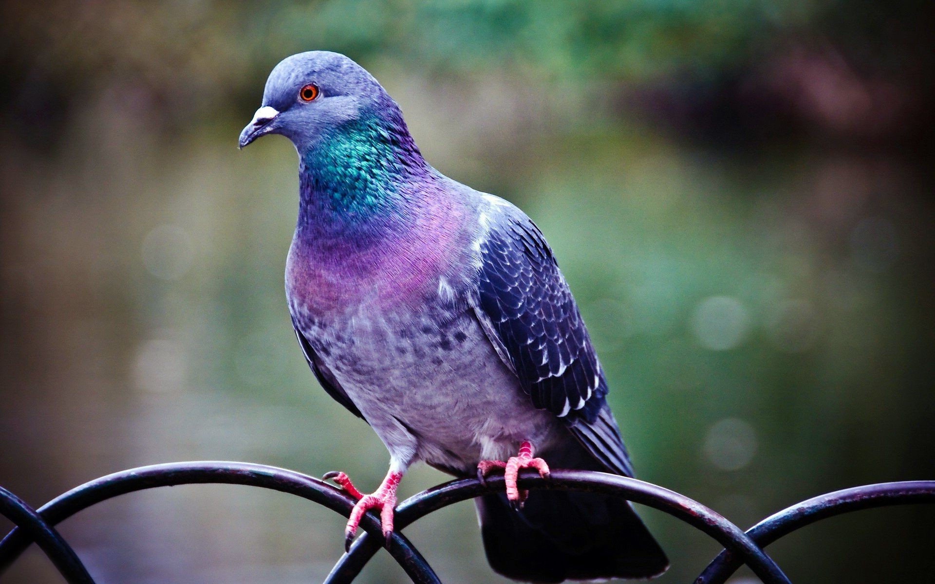 animaux oiseau nature faune pigeon à l extérieur animal sauvage