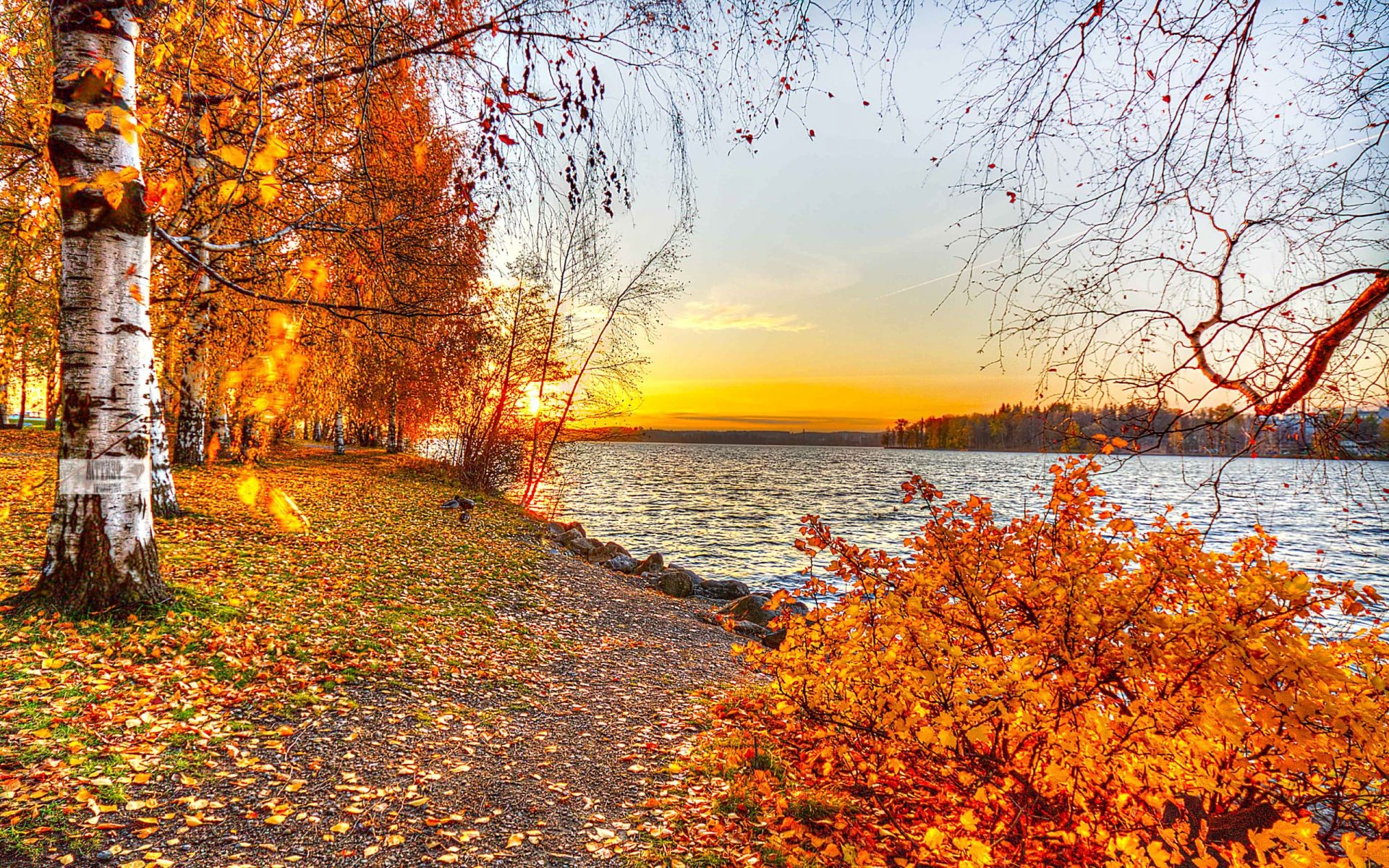 günbatımı ve şafak vakti sonbahar yaprak sezon ağaç akçaağaç park manzara doğa ahşap doğal şube altın güzel hava sahne sahne açık havada renk