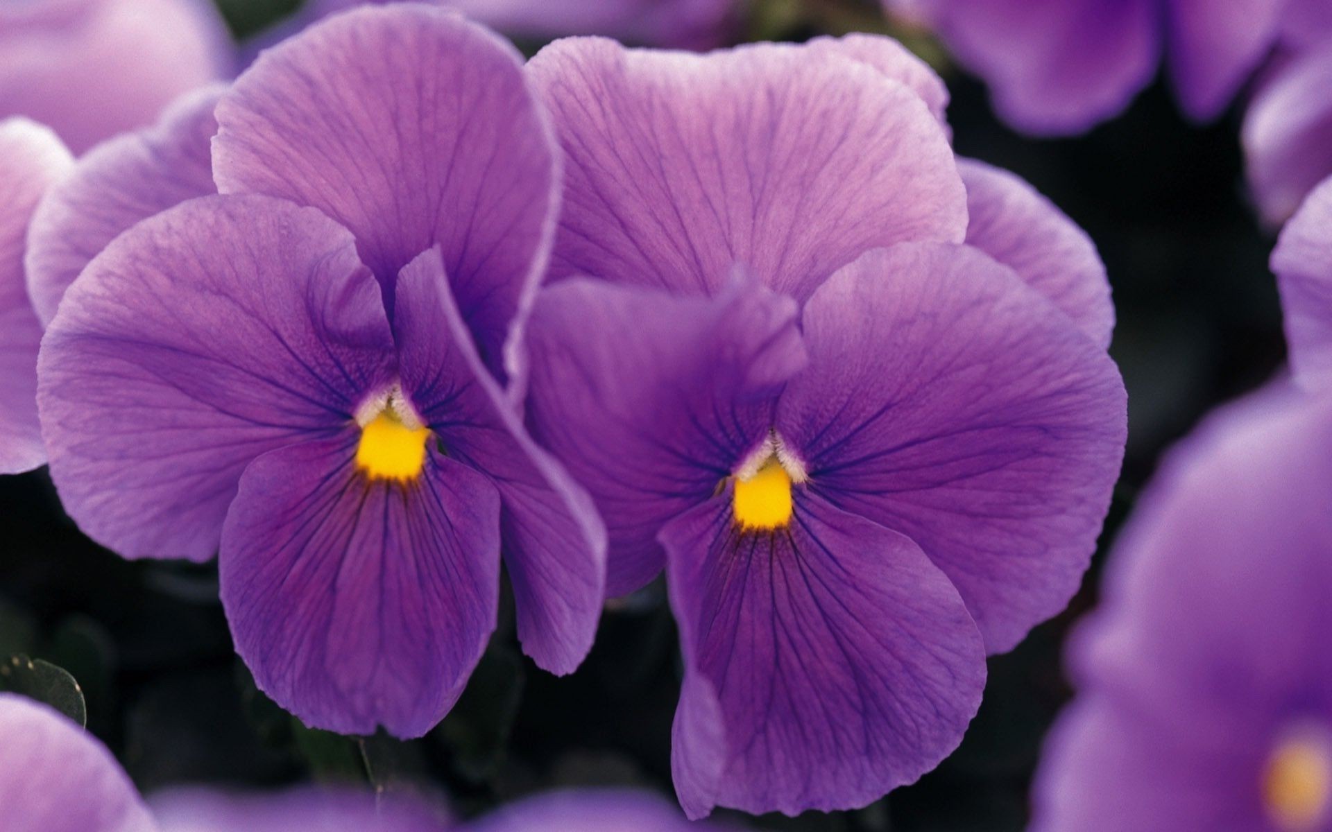 closeup flower nature color flora garden blooming violet petal bright