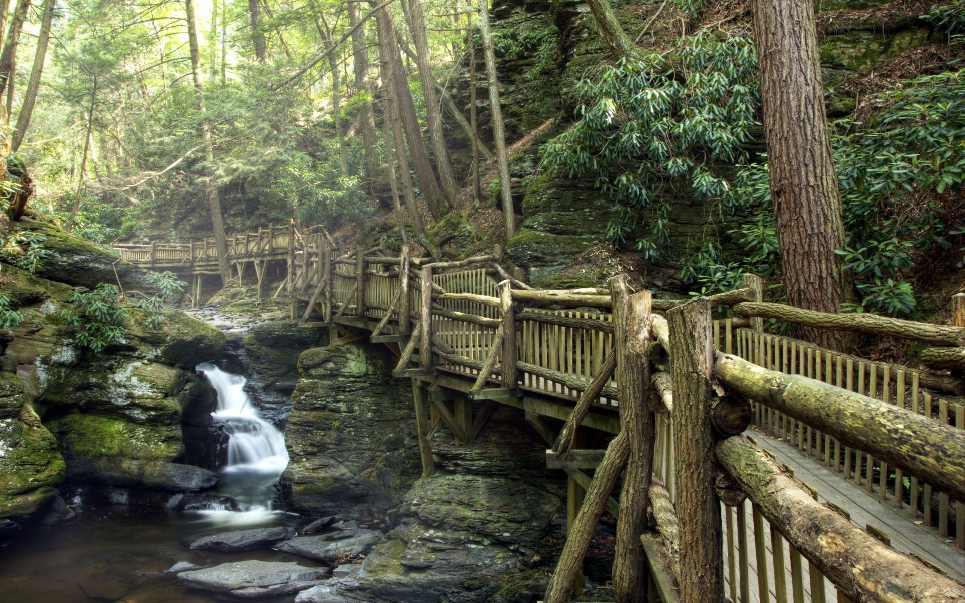 parcs bois nature eau bois rivière feuille pont parc jungle forêt tropicale voyage tropical à l extérieur paysage sauvage environnement ruisseau cascade