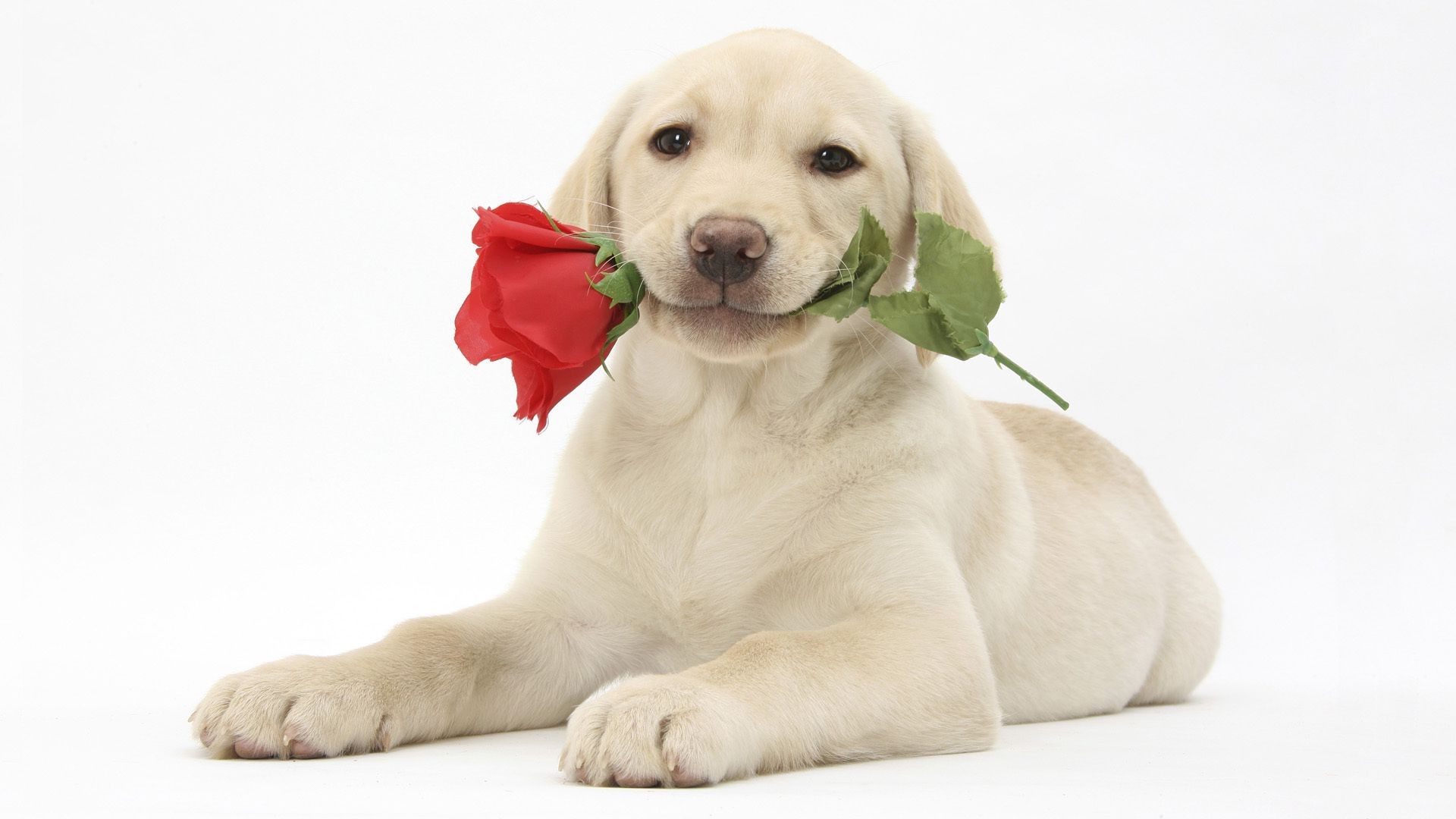 природа животные белый щенок цветы роза загрузить