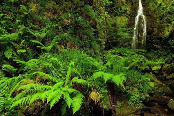 Farn und Bach in freier Wildbahn