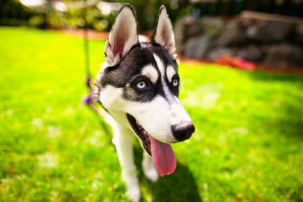 Passeggiata del cane sull erba verde