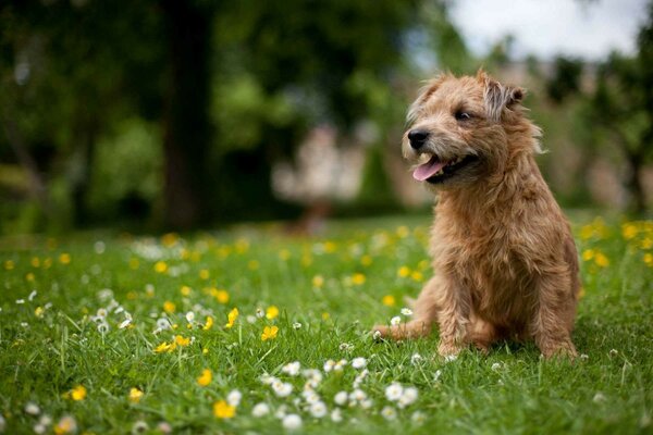 A cheerful dog on a green lawn