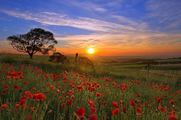 Claro con amapolas rojas en el fondo de la puesta de sol