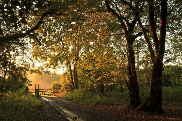 Ein Weg durch den Herbstwald