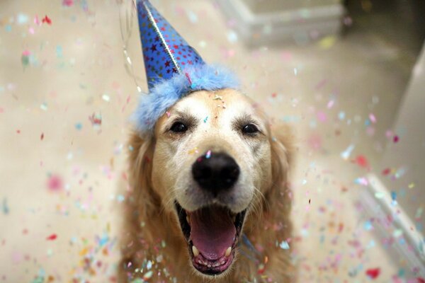 Cane carino in berretto festeggia il compleanno