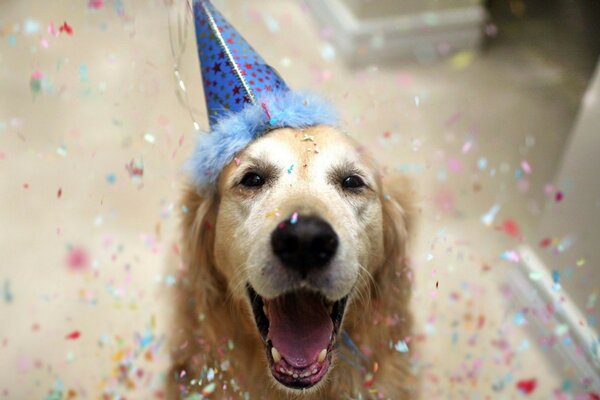 Милая собака в колпаке празднует день рождения