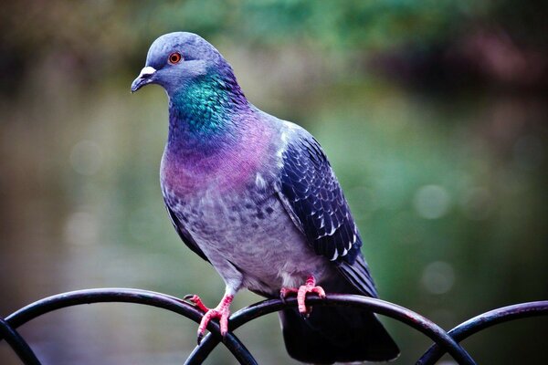 A pigeon is sitting on a perch