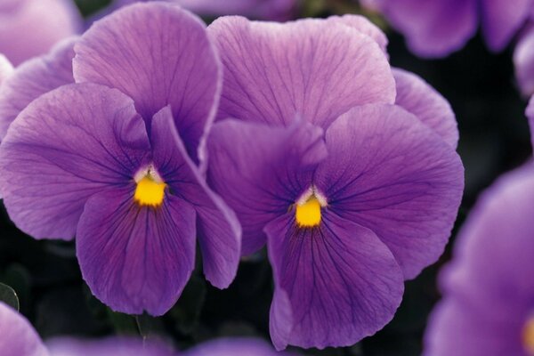 Foto brillante de la flor púrpura