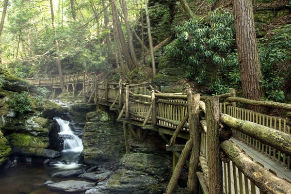 Mañana de verano en un puente en el bosque