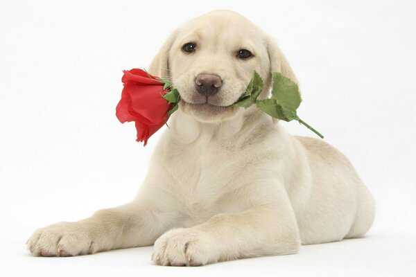 Filhote de cachorro bonito com rosa vermelha