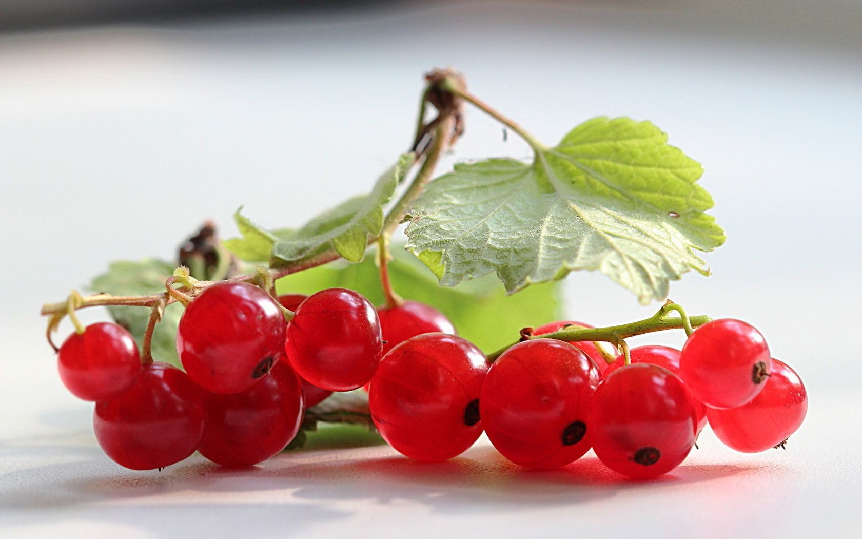 bayas baya fruta jugosa comida saludable delicioso hoja delicioso salud nutrición dieta grosellas confitería dulce crecer vitamina pila naturaleza agrio