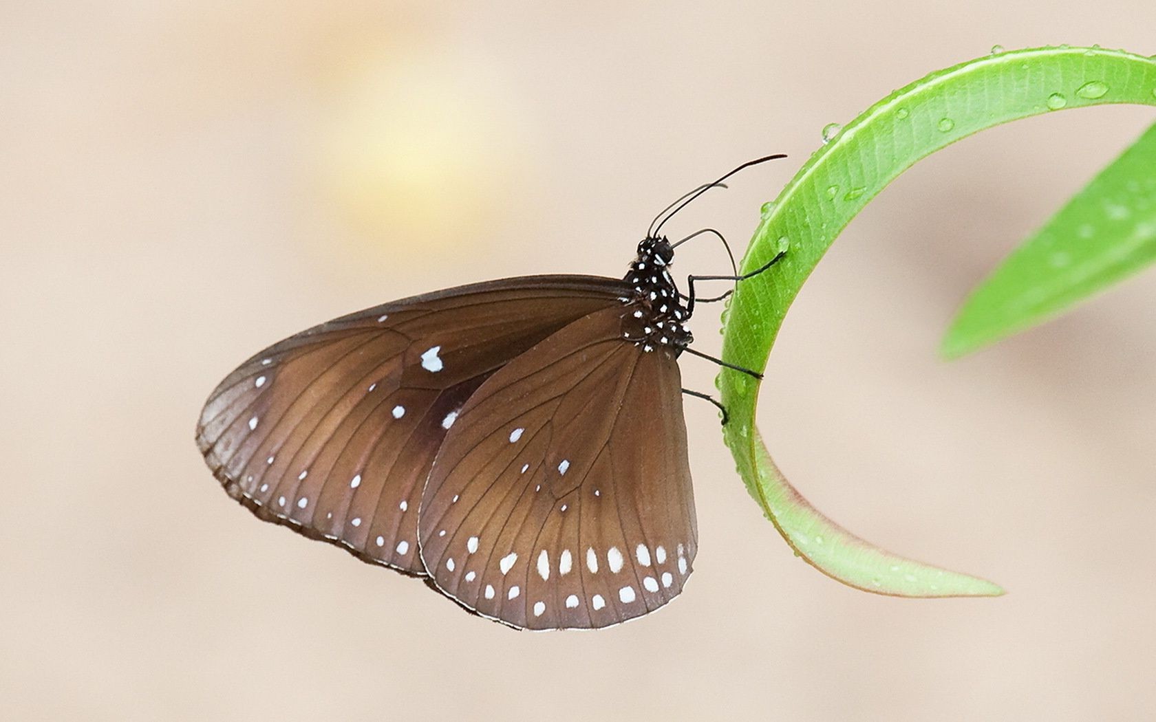 animali farfalla insetto natura fauna selvatica invertebrati estate foglia