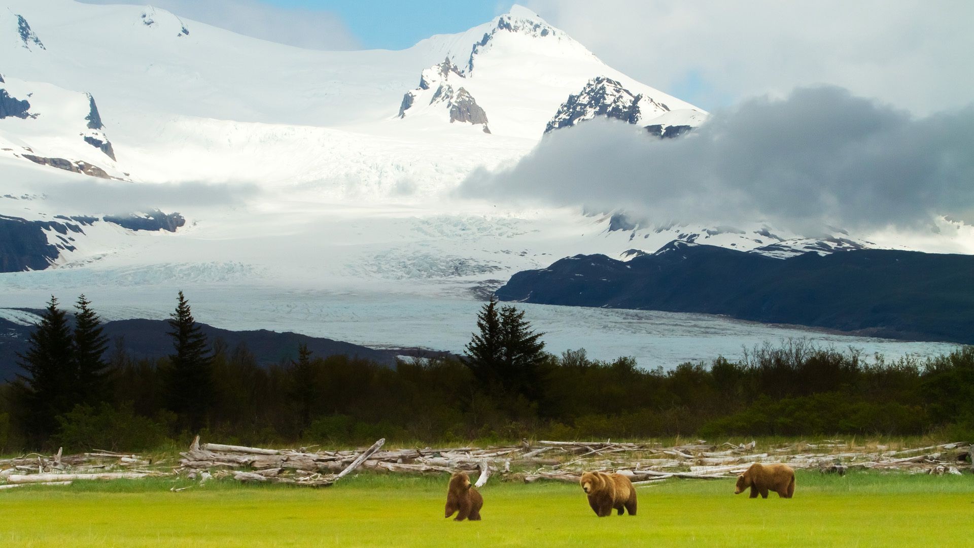 osos al aire libre nieve montañas paisaje viajes luz del día naturaleza agua cielo mamífero ganado hierba escénico