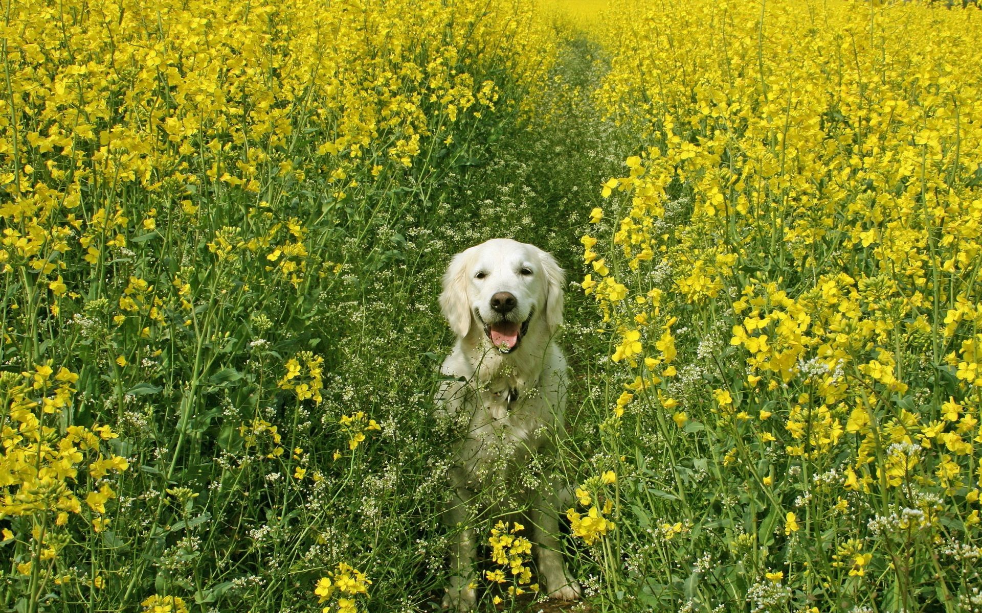 köpekler alan çiçek saman biçme makinesi tarım doğa açık havada çimen flora manzara hasat yaz ülke petrol çiftlik kırsal kanola