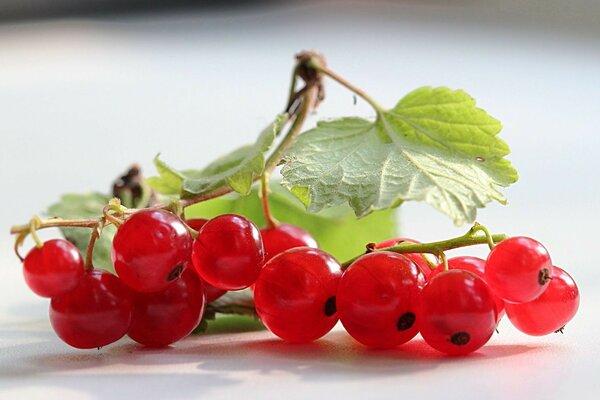 Deliziosa deliziosa siorodina rossa sul tavolo