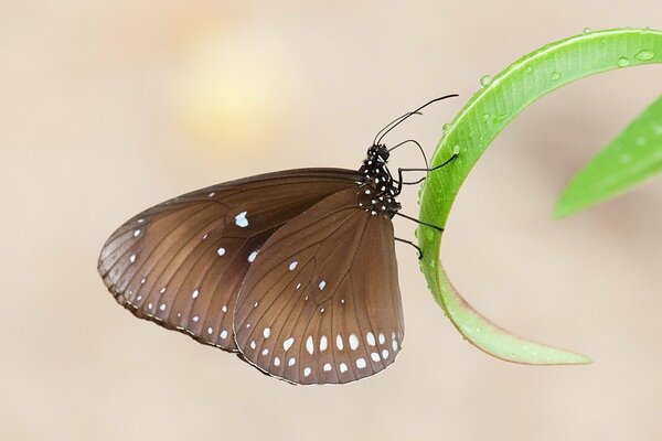 A butterfly sits on a blade of grass with dew