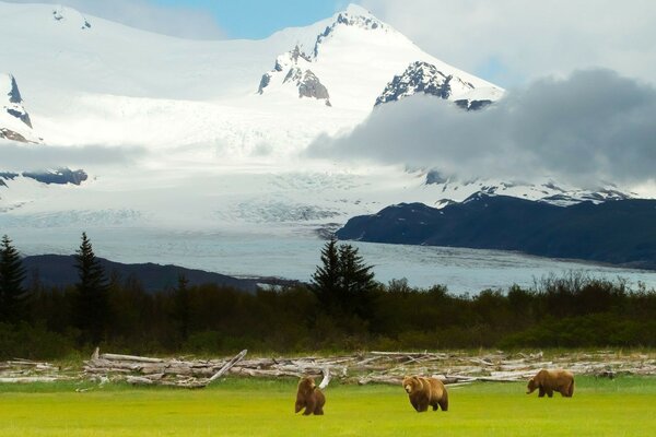 Osos pardos en la naturaleza de lujo