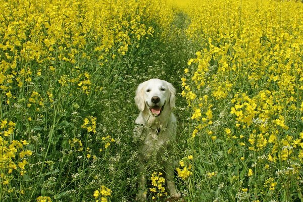 Nature. Chien sur le terrain. Agriculture