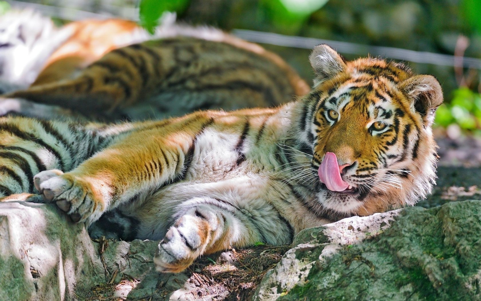 tigres tigre gato vida selvagem mamífero jardim zoológico predador animal grande natureza selva caçador selvagem comedor de carne perigo faixa retrato pele agressão cabeça olhando