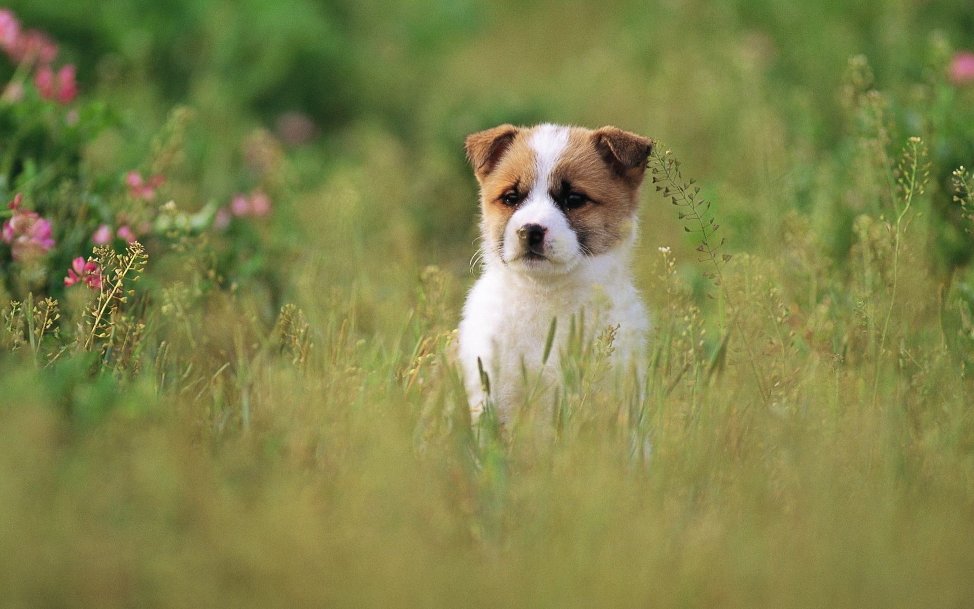 hunde tier gras säugetier hund natur niedlich heuhaufen feld im freien wenig haustier tierwelt