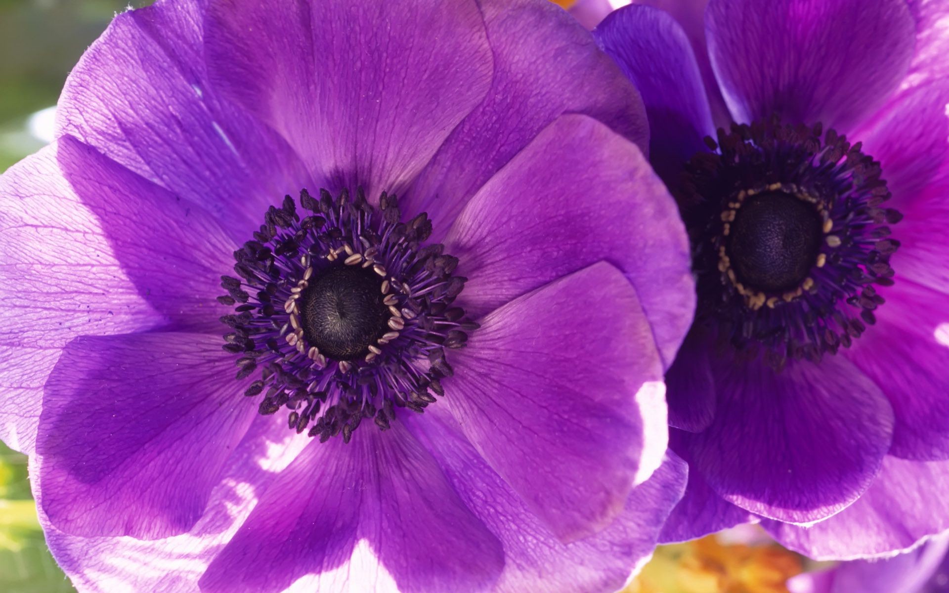 blumen blume flora floral natur blütenblatt garten blühen sommer hell blatt farbe schön botanisch schließen dekoration violet