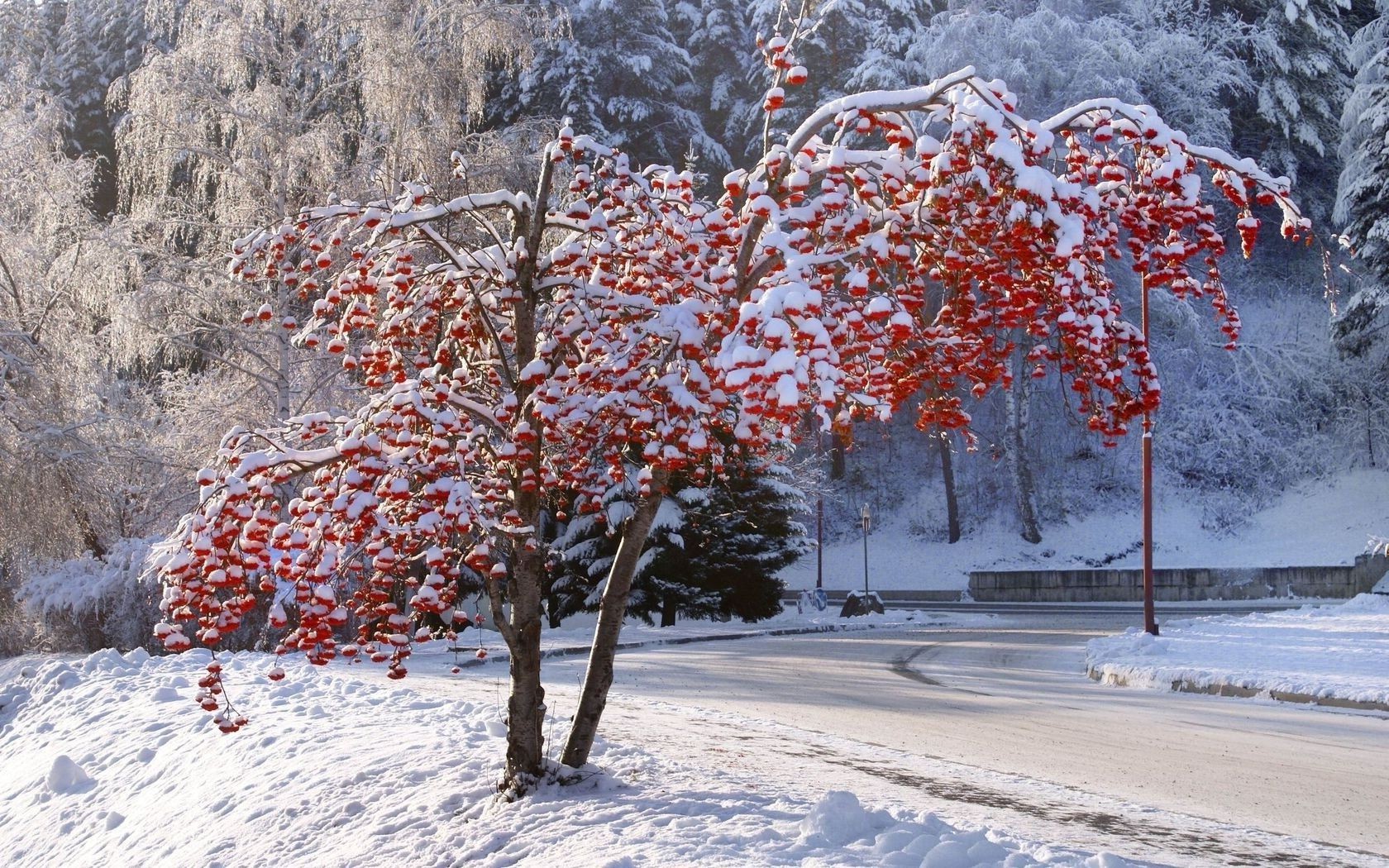 árboles nieve invierno temporada escarcha árbol frío paisaje hielo clima naturaleza congelado rama al aire libre madera helada blanco como la nieve escénico escena paisaje