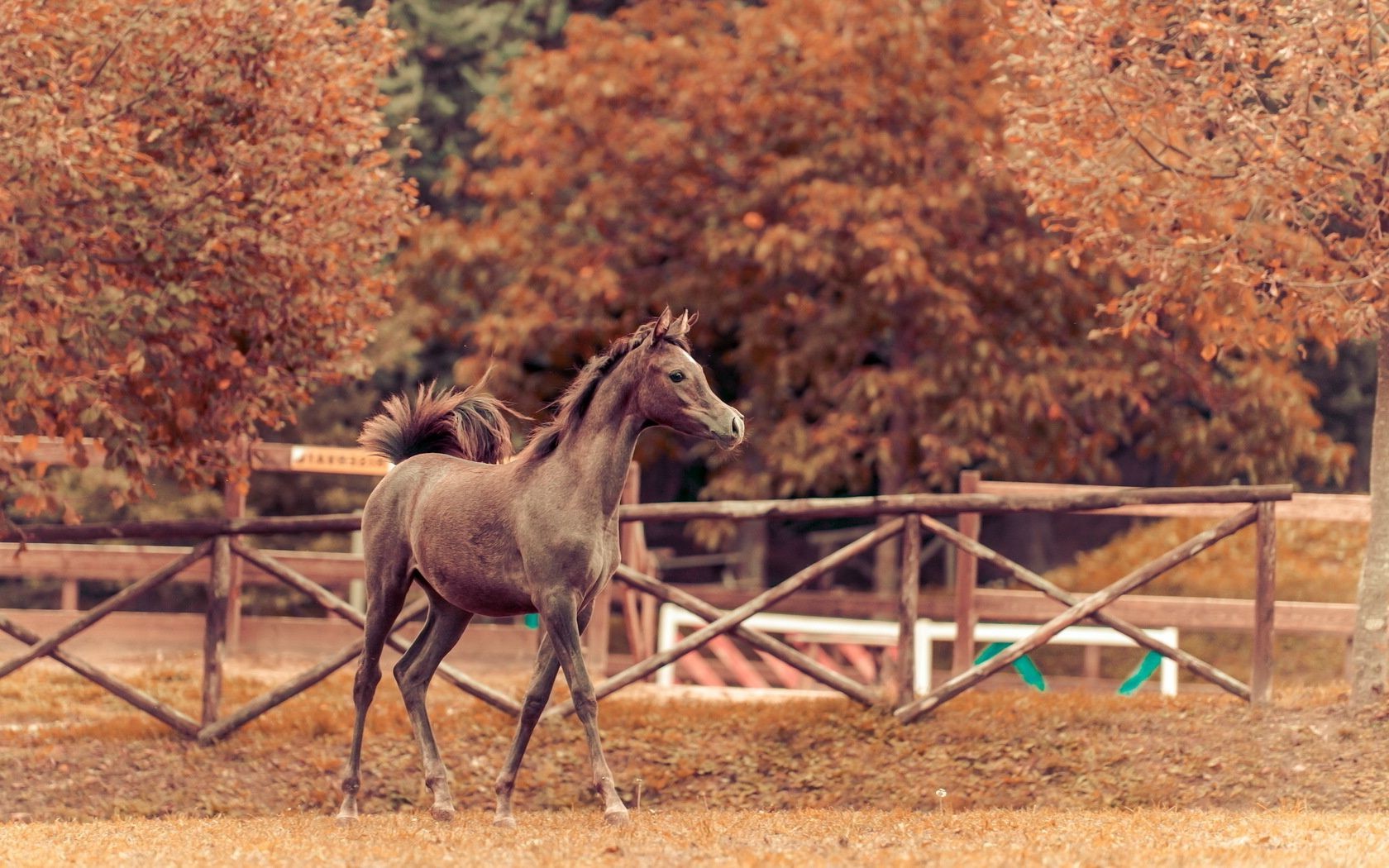 cavalo ao ar livre madeira mamífero natureza cerca cavalaria solteiro cavalo rural árvore outono fazenda