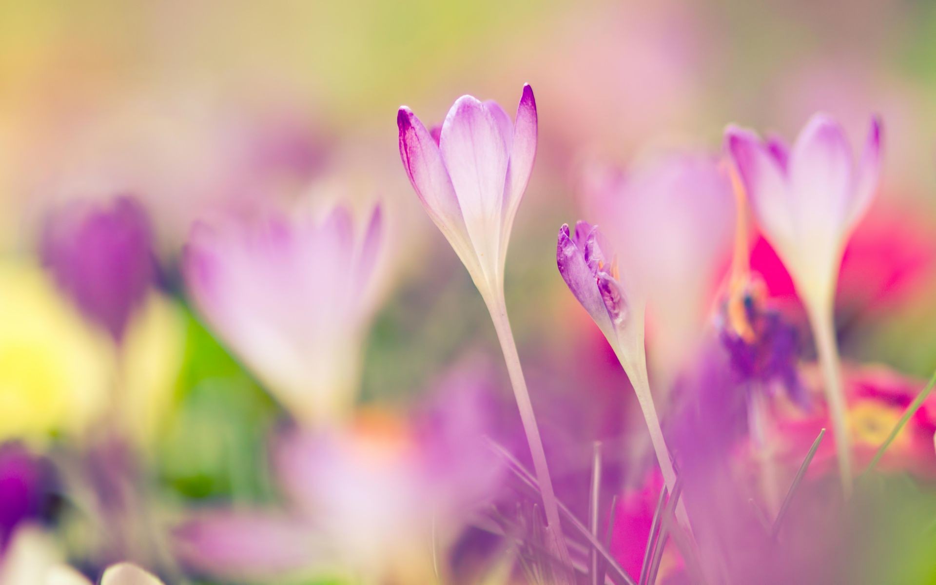 flowers nature flower flora bright summer leaf floral garden grass color easter petal blooming elegant crocus field fair weather growth bud