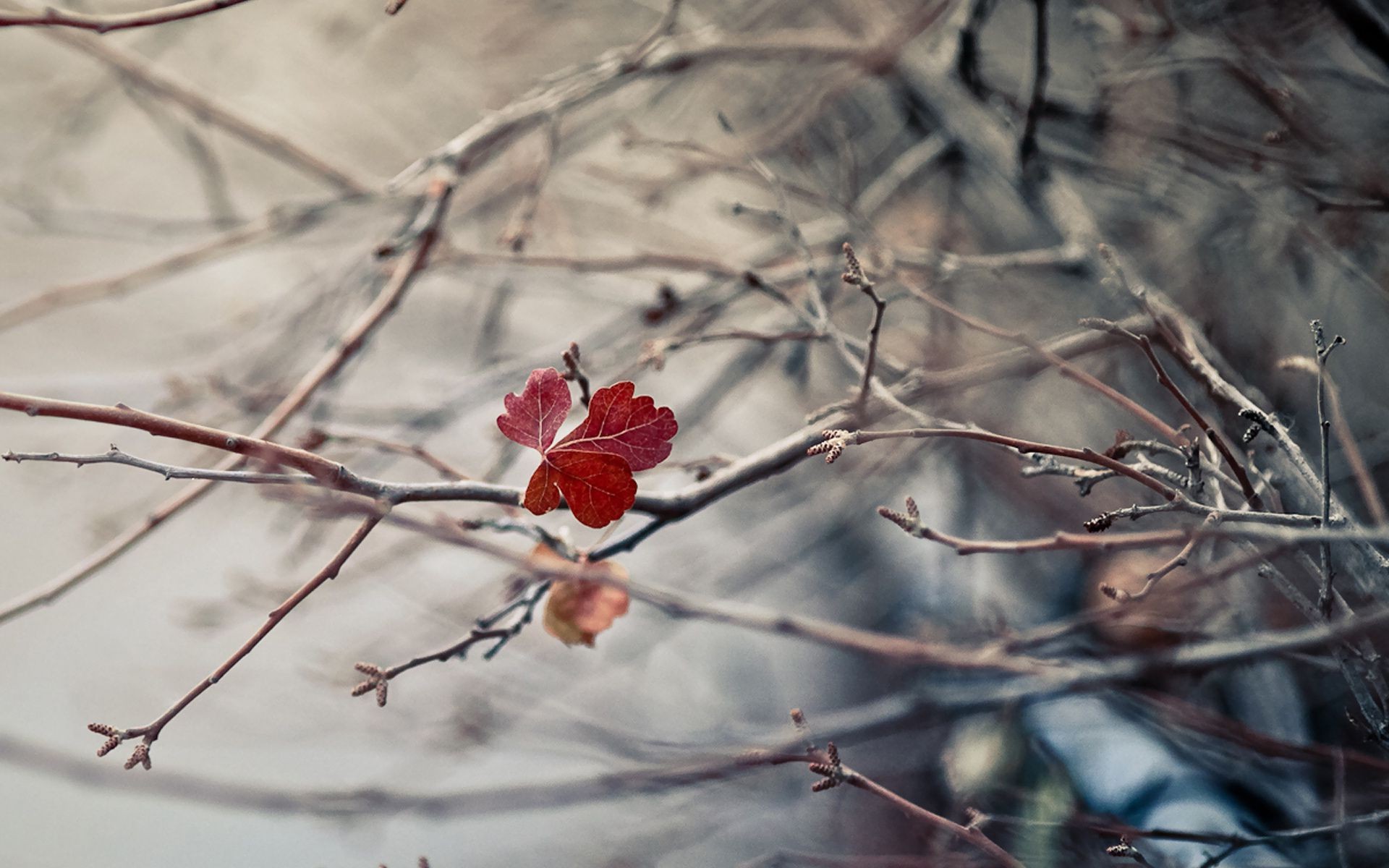 blätter winter schnee frost natur baum zweig im freien herbst kälte blatt eis holz blume saison gefroren