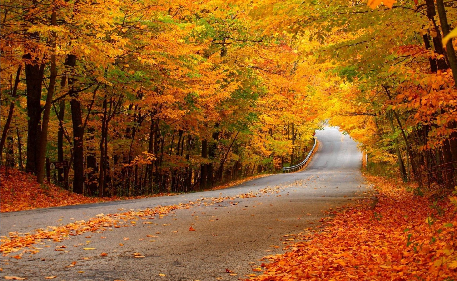 automne automne feuille érable nature bois bois route paysage à l extérieur saison scénique parc