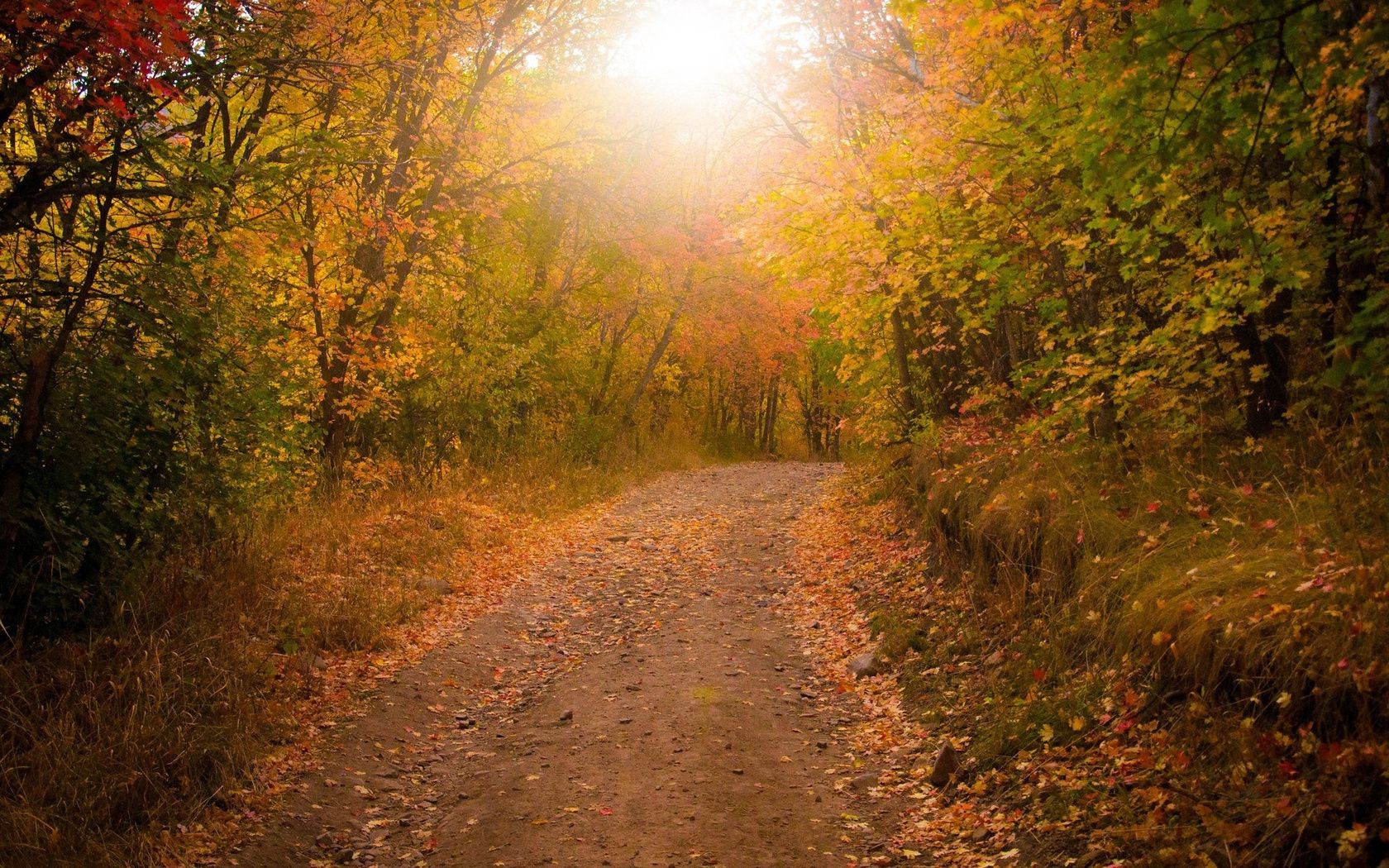 road fall landscape wood tree leaf nature fog mist outdoors dawn park